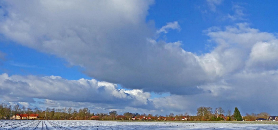 Birken  Winter Himmel