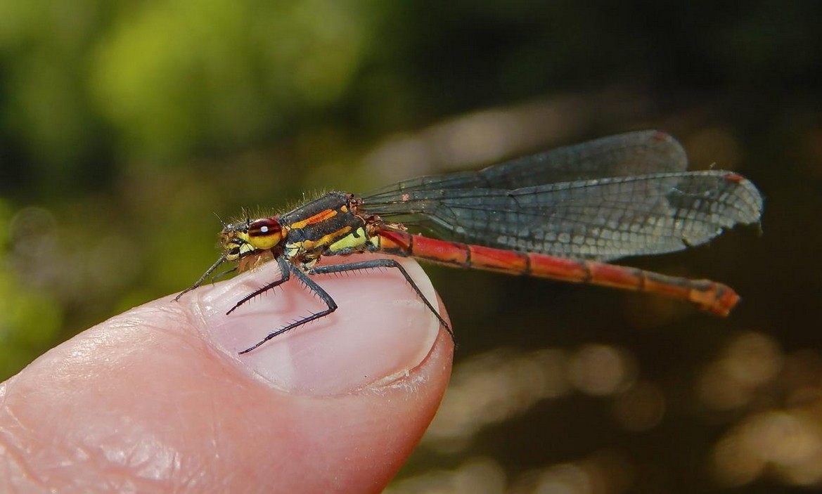 Libelle auf Zeigefinger