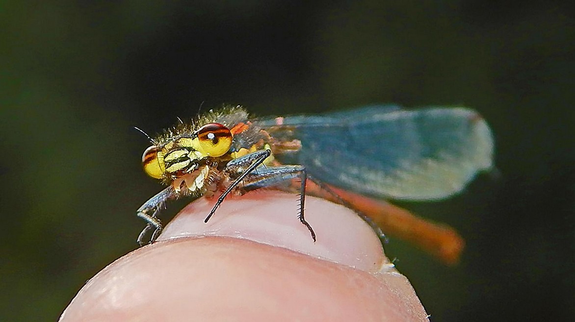 Libelle auf Zeigefinger