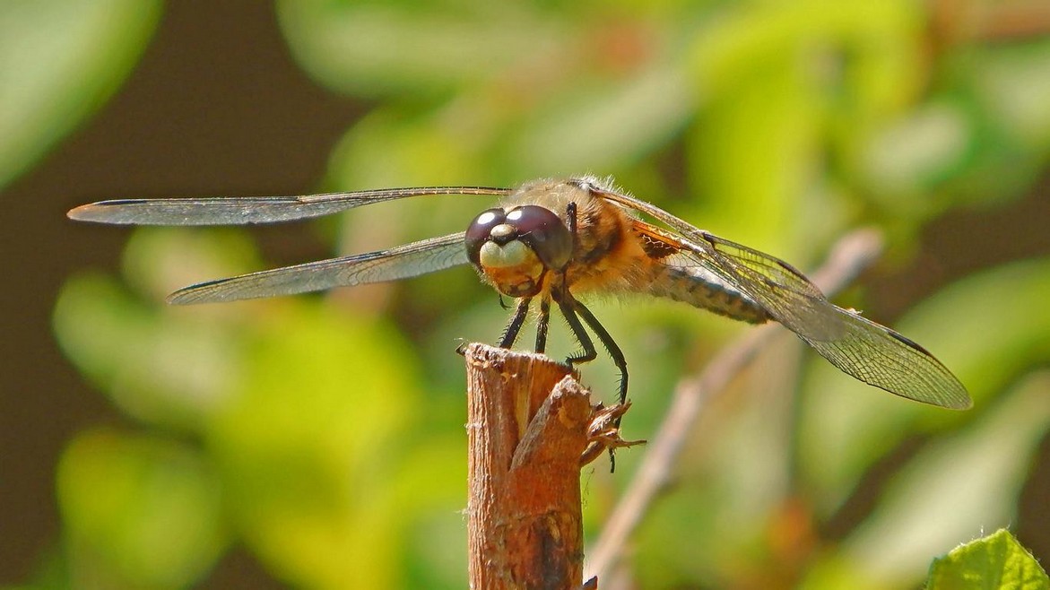 Augen und Flügel